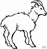 Coloring Goat Pages Domestic Printable Goats Printables Gif 92kb 1385 Popular Drawing sketch template