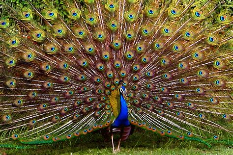 peacock feather wallpaper funny animal