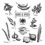 Kruiden Culinaire Reeks Culinary Herb Vectorhand Getrokken Spices Eten Voedsel Koken Vectorified Illustratie sketch template