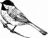 Clipart Chickadee Capped sketch template