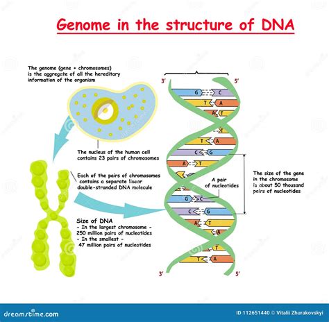 genome   structure  dna genome sequence stock illustration