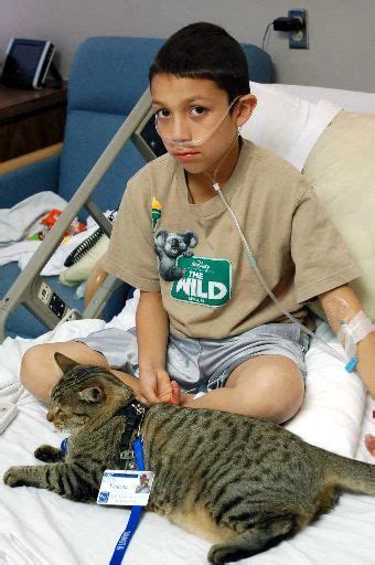 cats   service animals  therapy cat therapy animals cats