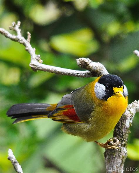 zul ya birds of peninsular malaysia silver eared mesia