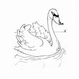 Cygne Coloriages Ludinet Colorier Ko sketch template