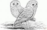 Owl Sowa Adults Corujas Kolorowanki Owls Colorir Sowy Coruja Casal Druku Dzieci Civetta Dwie Burrowing Imprimir Supercoloring Buraqueira Difficult Tane sketch template