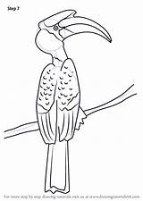 Hornbill Rhinoceros Drawingtutorials101 Learn Symbolism sketch template