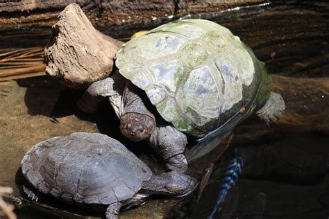 african helmeted turtle zoochat