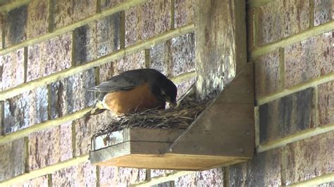 build  bird house   robin