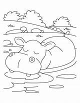 Hippo Hippopotamus Nilpferd Getdrawings Druku Kolorowanki Hipopotam Getcolorings sketch template