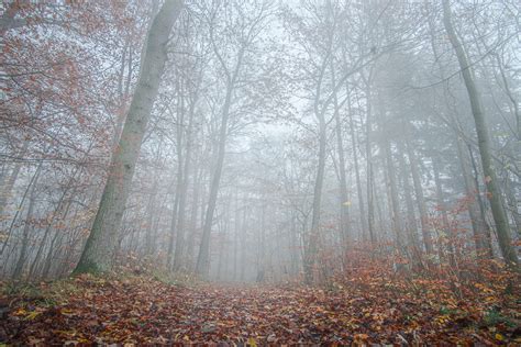 nebelwald foto bild landschaft lebensraeume wald bilder auf