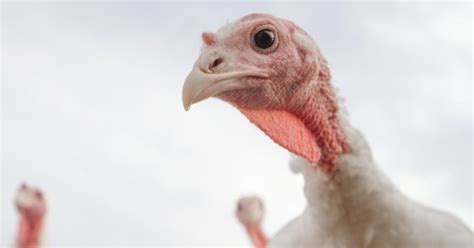 here s why organic turkeys are so darn expensive mindbodygreen