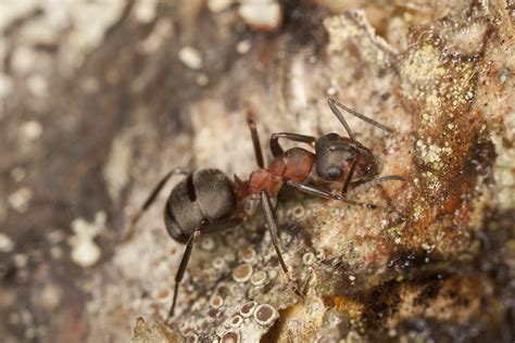 formica rossa formica rufa
