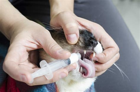 give cats liquid medicine  steps  pictures