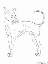 Coloring Pages Peruvian Hairless Drawing Getcolorings Getdrawings sketch template