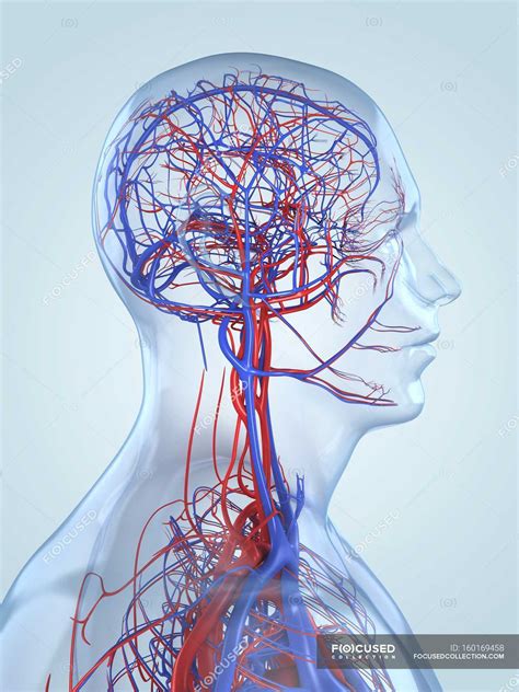 blood vessel network  human head  brain human representation