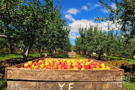 5 Apple Picking Orchards To Kick Off Autumn Ready Set Trek 872