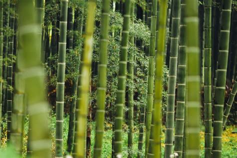 bamboe veelzijdig en altijd beschikbaar blog boutique