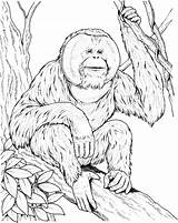 Orangutan Coloring Pages Ape Sits Branch Printable Drawing Supercoloring Orangutans Print Color Apes Kids Online Monkey Animal Designlooter Popular Categories sketch template