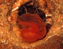 Afbeeldingsresultaten voor "protula Tubularia". Grootte: 126 x 98. Bron: www.marlin.ac.uk