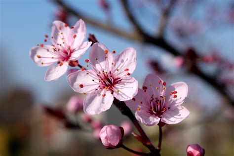 cherry blossom   rickygw  deviantart