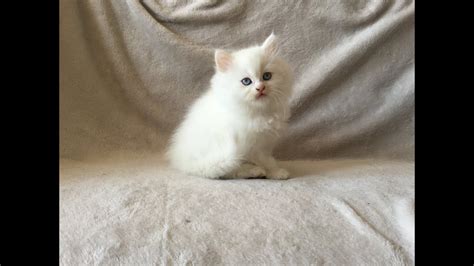 pure white doll face persian kitten youtube