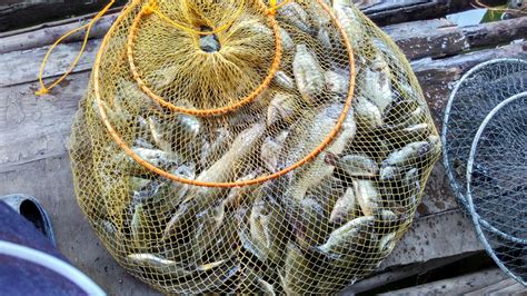mancing ikan nila besar  ampuh tips memancing ikan  jitu