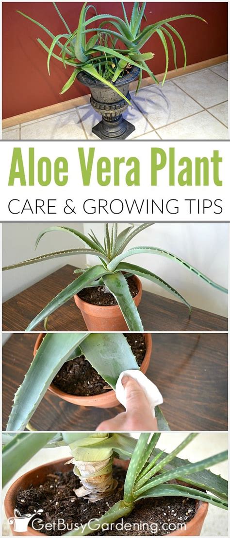 Aloe Vera Plant Care The Ultimate Guide For How To Grow