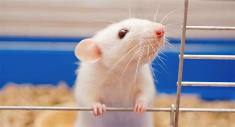 pet rat lifespan  guide  rat life expectancy    improve