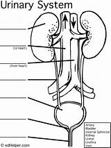 Urinary Excretory Urinario Renal Kidney Teaching Labeling Humano Intermedia Physiology Nephron Urology Excretor Zpr sketch template