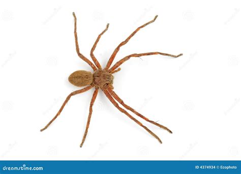 rain spider stock photo image  frightening large arachnid