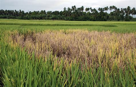 rice diseases  pests description  propagation