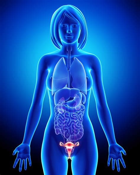 female hormones what happens during your period dr amy osborne