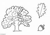 Oak Coloring Tree Pages Getcolorings Color Printable sketch template