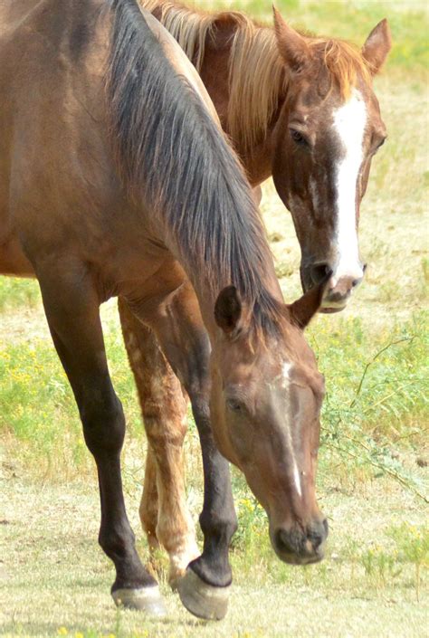 pin  christina reed   sweet baby girls friesian horse horses animals