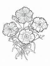 Carnation Coloring Flower Getdrawings Pages sketch template