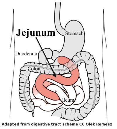 jejunum anatomy  physiology physiology anatomy