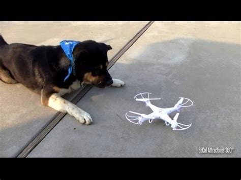dog loves drone quadcopter dog chasing drone quadcopter syma xc  youtube