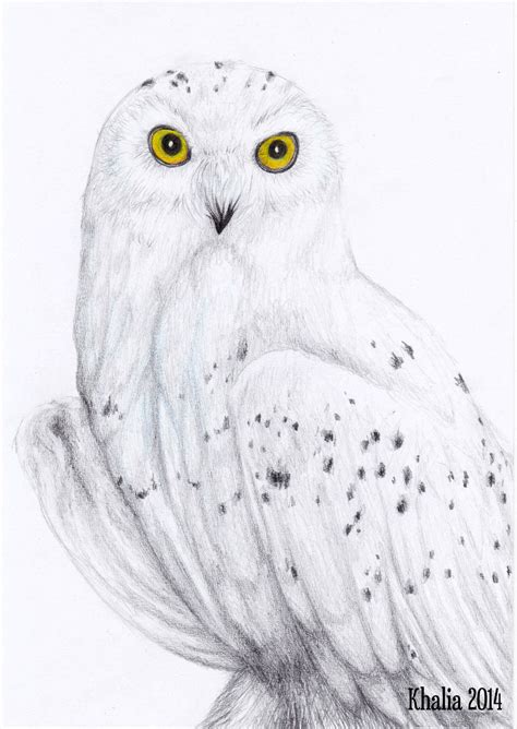 snowy owl drawing  khaliaart  deviantart