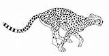 Ostwind Cheetah Netart sketch template