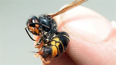 Invasive Asian Hornet Spotted In Britain For First Time Experts