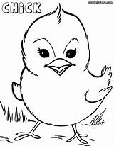 Chick Coloring Pages Colorings Animal sketch template