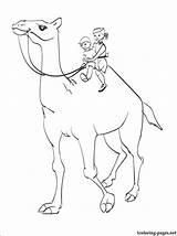 Coloring Camel Kids Pages Getcolorings Circus sketch template