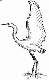 Egret Pages Coloring Birds Crane Kranich Drawing Herron Animals Bird Heron Colouring Color Animal Blue Drawings Draw African Printable Adult sketch template