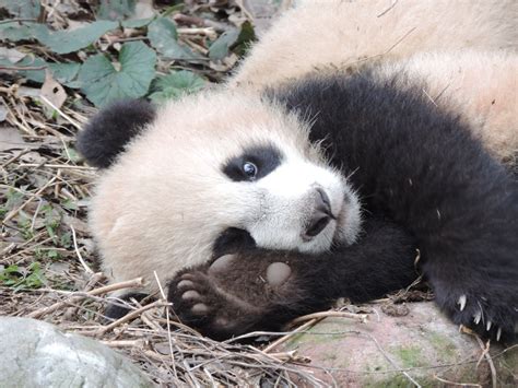 giant panda cub showing pad  foot burns park panda panda