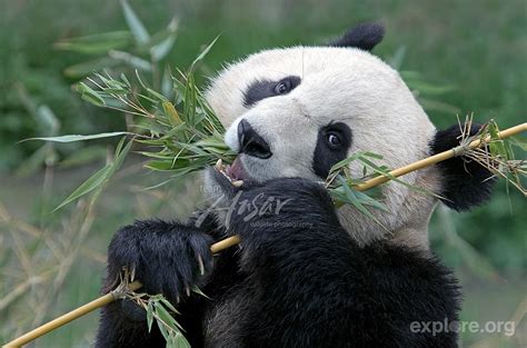 isysgroup chengdu panda base