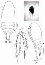 Afbeeldingsresultaten voor "acrocalanus Gracilis". Grootte: 150 x 214. Bron: copepodes.obs-banyuls.fr