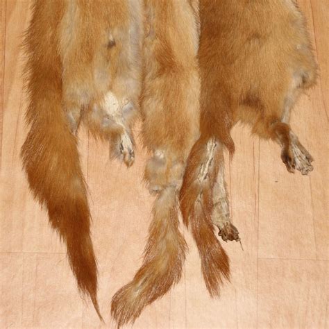 siberian weasel lot   tanned fur pelts  sale hides skins