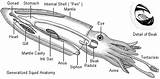 Squid Cumi Dissection Morfologi Anatomi Close Companion sketch template