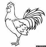 Coloring Rooster sketch template