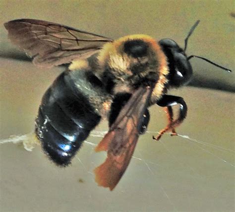 large carpenter bee management  control panhandle agriculture